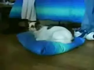 Djeca, seks stolica, sex stolica najbolja grupa porno